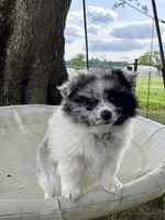 Buster, a male Pomeranian for sale in Shipshewana, IN – 3 of 3