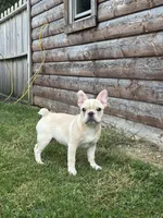 Evan  AKC, a male French Bulldog for sale in Shipshewana, IN – 2 of 7