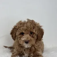 Mia, a female Poodle - Miniature  for sale in Shipshewana, IN – Photo 2 of 4