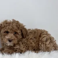 Mia, a female Poodle - Miniature  for sale in Shipshewana, IN – Photo 3 of 4