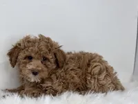 Mia, a female Poodle - Miniature  for sale in Shipshewana, IN – Photo 3 of 4