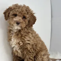 Mia, a female Poodle - Miniature  for sale in Shipshewana, IN – Photo 4 of 4