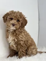 Mia, a female Poodle - Miniature  for sale in Shipshewana, IN – Photo 4 of 4