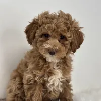 Mia, a female Poodle - Miniature  for sale in Shipshewana, IN – Photo 1 of 4