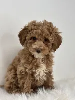 Mia, a female Poodle - Miniature  for sale in Shipshewana, IN – Photo 1 of 4