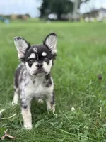 Bella AKC Fluffy , a female French Bulldog for sale in Shipshewana, IN – 2 of 6