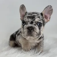 Pam, a female French Bulldog for sale in Shipshewana, IN – Photo 4 of 4