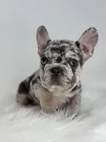 Pam, a female French Bulldog for sale in Shipshewana, IN – Photo 4 of 4