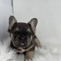 Piper, a female French Bulldog for sale in Shipshewana, IN – Photo 5 of 6