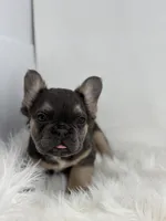 Piper, a female French Bulldog for sale in Shipshewana, IN – Photo 5 of 6