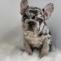 Pam, a female French Bulldog for sale in Shipshewana, IN – Photo 3 of 4