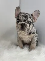 Pam, a female French Bulldog for sale in Shipshewana, IN – Photo 3 of 4