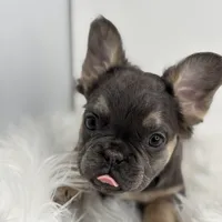 Piper, a female French Bulldog for sale in Shipshewana, IN – Photo 2 of 6
