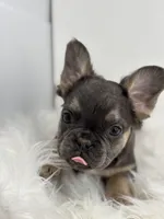 Piper, a female French Bulldog for sale in Shipshewana, IN – Photo 2 of 6