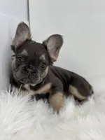 Piper, a female French Bulldog for sale in Shipshewana, IN – Photo 4 of 6