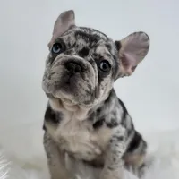 Pam, a female French Bulldog for sale in Shipshewana, IN – Photo 1 of 4