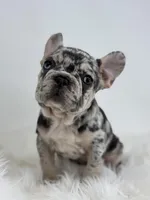 Pam, a female French Bulldog for sale in Shipshewana, IN – Photo 1 of 4