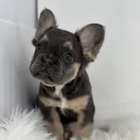 Piper, a female French Bulldog for sale in Shipshewana, IN – Photo 3 of 6