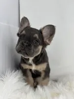 Piper, a female French Bulldog for sale in Shipshewana, IN – Photo 3 of 6