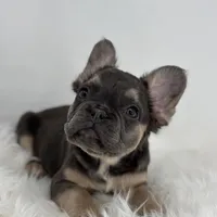 Piper, a female French Bulldog for sale in Shipshewana, IN – Photo 1 of 6