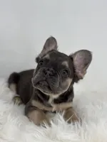 Piper, a female French Bulldog for sale in Shipshewana, IN – Photo 1 of 6