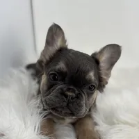 Piper, a female French Bulldog for sale in Shipshewana, IN – Photo 6 of 6