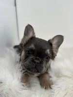 Piper, a female French Bulldog for sale in Shipshewana, IN – Photo 6 of 6