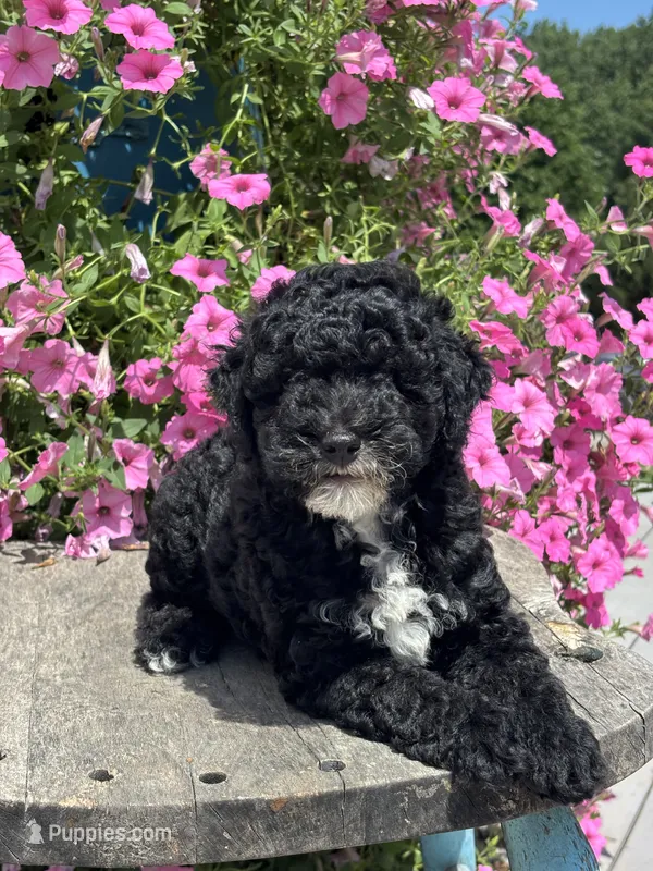 Ethan – Poodle - Miniature  puppy for sale in Shipshewana, IN