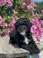 Ethan, a male Poodle - Miniature  for sale in Shipshewana, IN – 1 of 3