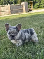 Hazel Fluffy , a female French Bulldog for sale in Shipshewana, IN – 3 of 3