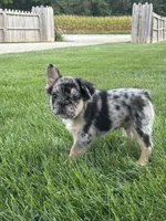 Bryson AKC Fluffy, a male French Bulldog for sale in Shipshewana, IN – 2 of 6