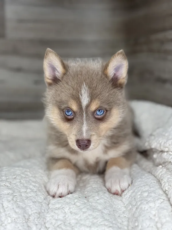 Pamela – Pomsky puppy for sale in Shipshewana, IN