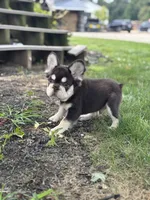 Bradley AKC Fluffy , a male French Bulldog for sale in Shipshewana, IN – 2 of 6