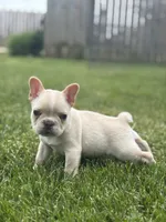 Evan , a male French Bulldog for sale in Shipshewana, IN – 2 of 4