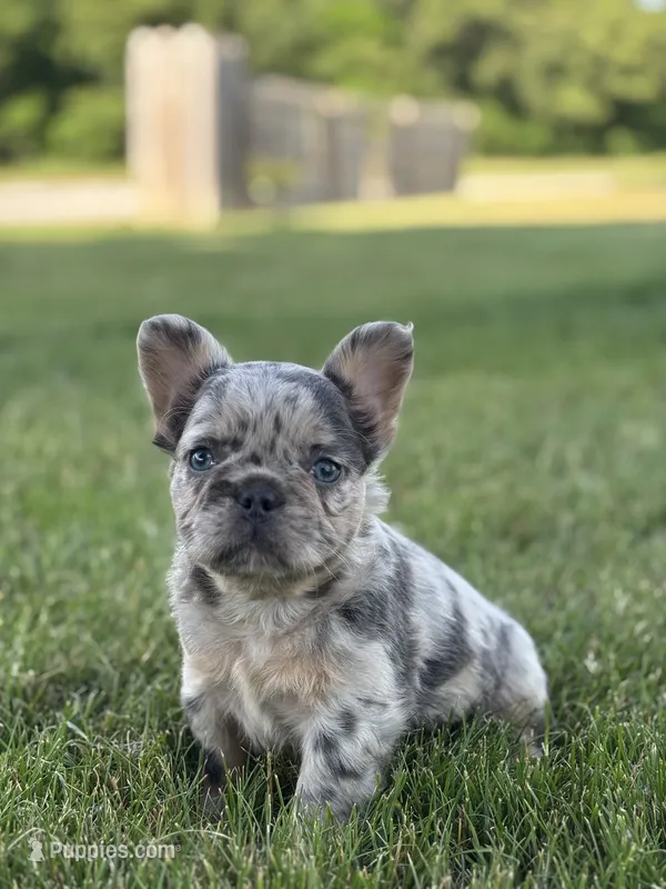 Hazel Fluffy  – French Bulldog puppy for sale in Shipshewana, IN