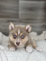 Pamela, a female Pomsky for sale in Shipshewana, IN – 3 of 3