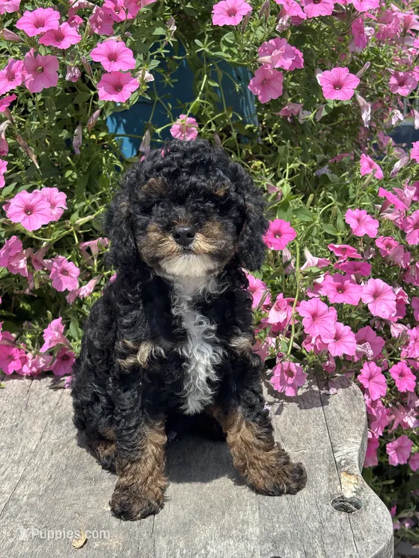 Etta – Poodle - Miniature  puppy for sale in Shipshewana, IN