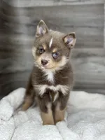 Philip, a male Pomsky for sale in Shipshewana, IN – 1 of 3