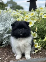 Lola, a male Pomeranian for sale in Shipshewana, IN – 3 of 3