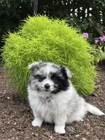 Buster, a male Pomeranian for sale in Shipshewana, IN – 2 of 3