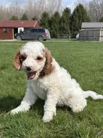 Daniel , a male Miniature Goldendoodle for sale in Shipshewana, IN – Photo 2 of 4