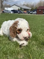 Daniel , a male Miniature Goldendoodle for sale in Shipshewana, IN – Photo 3 of 4
