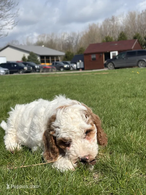 Daniel  – Miniature Goldendoodle puppy for sale in Shipshewana, IN