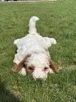 Daniel , a male Miniature Goldendoodle for sale in Shipshewana, IN – Photo 4 of 4