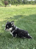 Bella AKC Fluffy, a female French Bulldog for sale in Shipshewana, IN – 3 of 3