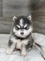 Greg, a male Pomsky for sale in Shipshewana, IN – 3 of 4