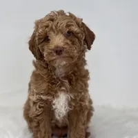 Marion, a male Poodle - Miniature  for sale in Shipshewana, IN – Photo 2 of 3