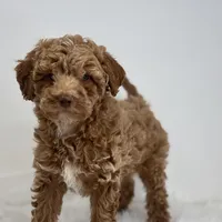 Marion, a male Poodle - Miniature  for sale in Shipshewana, IN – Photo 1 of 3