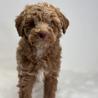 Marion, a male Poodle - Miniature  for sale in Shipshewana, IN – Photo 3 of 3