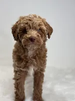 Marion, a male Poodle - Miniature  for sale in Shipshewana, IN – Photo 3 of 3